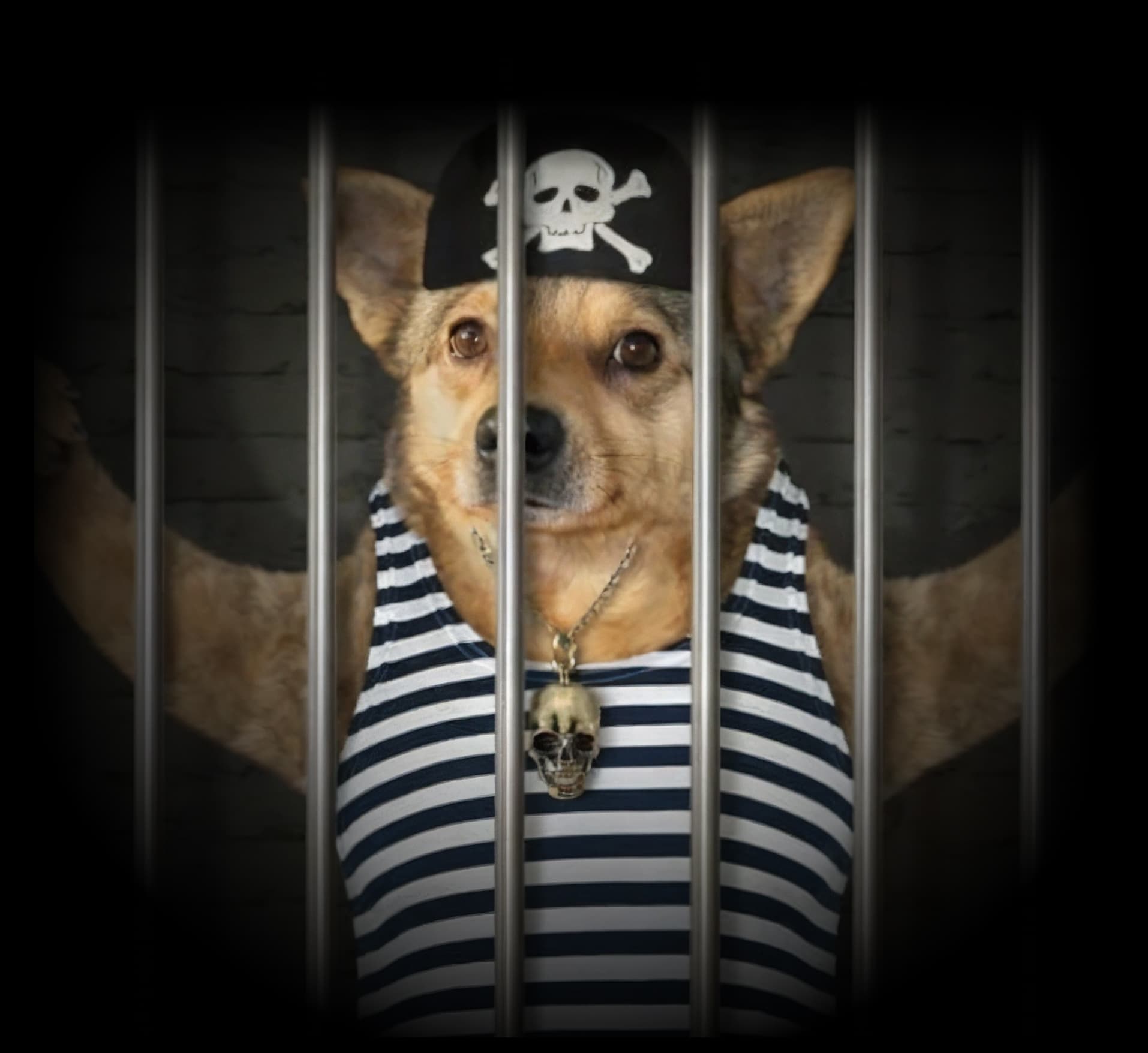 Dog In Jail